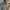 Adidas Sportswear Windbreaker Pria gray photo 2