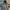 Adidas Sportswear Windbreaker Pria gray photo 1