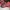 Nike Sportswear Casual Sneakers Wanita red black photo 4