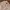 Polo Ralph Lauren Casual Casual pants Pria tan brown photo 1