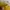 MLB Casual Sweater Pria yellow photo 4