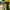 Pancoat Casual Hoody Pria yellow photo 3