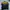 Biker Bomber Jacket Pria Yellow