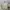 Adidas Streetwear Casual Sneakers Pria multicolor gold silver purple burgundy white green tan navy red pink brown khaki black orange gray cream blue yellow photo 3