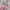 Mango Midi dress Wanita white pink photo 2