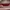 Jill Stuart Luxury Minimalist Tas dompet Wanita red photo 3