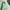 Jeep Streetwear Sweatshirt Pria green photo 5