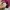 New Balance Streetwear Casual Windbreaker Pria burgundy photo 4