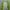 The North Face Sportswear Windbreaker Pria Green