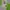 The North Face Sportswear Windbreaker Pria Green