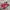 Adidas Streetwear Sneakers Pria Red