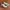 Salomon Gorpcore Sportswear Sneakers Pria white brown photo 1
