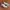 Salomon Gorpcore Sportswear Sneakers Pria White Brown