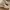 New Balance Sportswear Sneakers Wanita white tan photo 1
