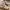 New Balance Sportswear Sneakers Wanita White Tan