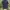 Adidas Sportswear Polo shirt Pria navy photo 2