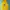 Pancoat Futurist Hoody Pria yellow photo 1