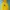 Pancoat Futurist Hoody Pria Yellow