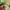 Adidas Sportswear Jersey Pria green yellow photo 5