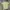 Adidas Sportswear Jersey Pria green yellow photo 2