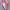 Coquette Casual Wallet Kids pink cream photo 4