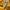 Adidas Sportswear Casual Hoody Pria yellow photo 3