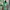 BCBG Max Azria Luxury Wanita Green