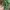 BCBG Max Azria Luxury Wanita green photo 3
