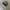 VANS Skater Sneakers Pria white black photo 2
