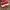 Nike Air Jordan Casual Sneakers Pria white red black photo 4