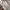 Chanel Luxury Bucket bag Wanita white black photo 4