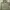 Y2K Gorpcore Parka Pria Green