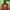 Montbell Gorpcore Track jacket Pria red photo 8