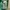 Adidas Casual T-shirt Pria green photo 5