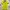 Polo Ralph Lauren Luxury Shirt Wanita Green Yellow