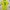 Polo Ralph Lauren Luxury Shirt Wanita green yellow photo 5