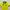 Polo Ralph Lauren Luxury Shirt Wanita green yellow photo 2