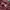 Casual Fleece Pria burgundy photo 5