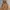 Adidas Streetwear Sportswear Hoody Pria brown photo 2