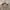 Fear of God ESSENTIALS Streetwear Luxury T-shirt Pria tan photo 2