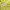Uniqlo Casual Suit Pria Yellow