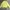 Uniqlo Casual Suit Pria yellow photo 1