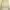 Minimalist Crop top Wanita cream photo 1