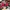 Vintage Sportswear Hat Pria red black photo 3