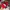 Vintage Sportswear Hat Pria red black photo 5