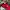 Vintage Sportswear Hat Pria red black photo 6