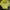Yonex Sportswear Windbreaker Pria yellow photo 7