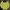 Yonex Sportswear Windbreaker Pria yellow photo 1