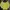 Yonex Sportswear Windbreaker Pria Yellow