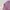 Beanpole Luxury Casual Polo shirt Pria purple white photo 5